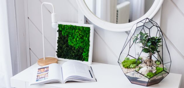 kucne biljke terarij za biljke