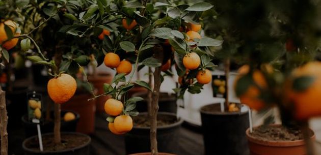 sadnja mandarine mandarina