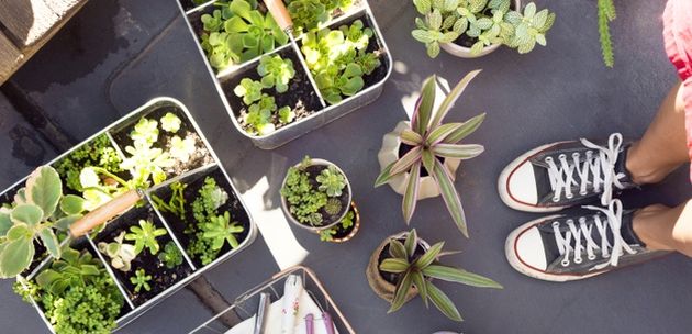 biljke ljekovito  bilje