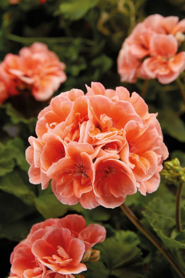 2021 ukrasno cvijece pelargonije