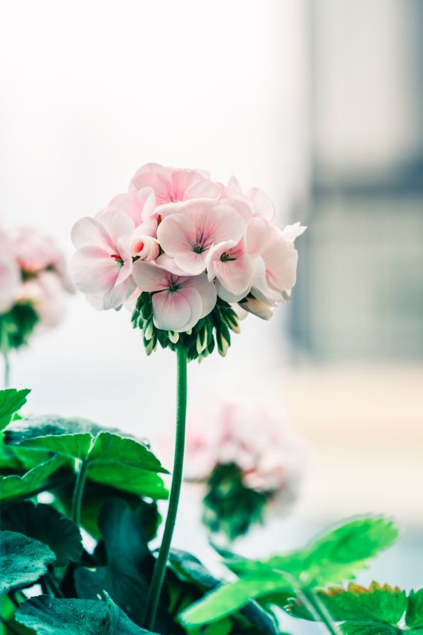 cvijece zeravak muškatla diran pelargonija