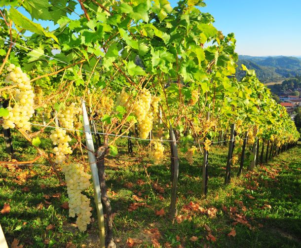 grasevina-croatica-1