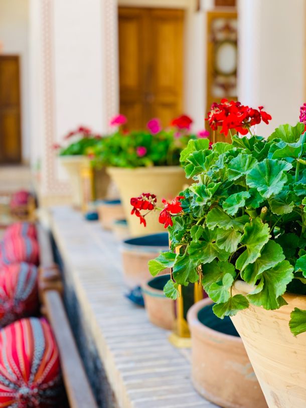 pelargonije ukrasno cvijece zeravak diran muškatla