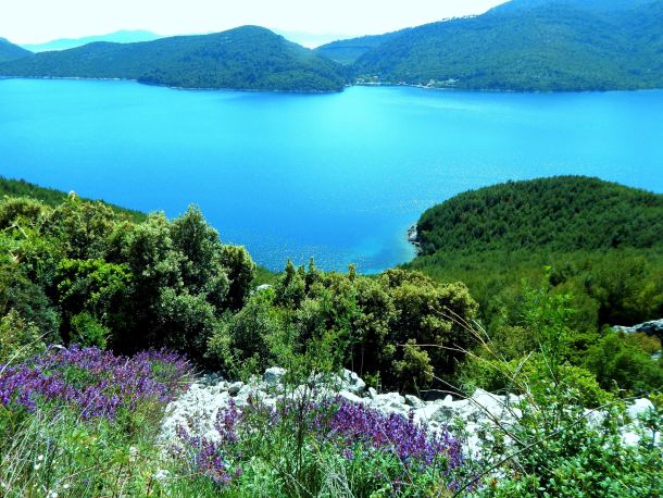 peljesac-ljekovito-bilje