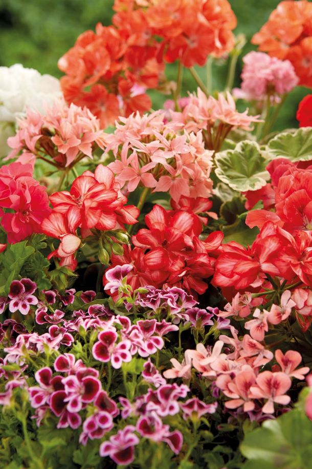 ukrasno cvijece 2021 Pelargonije