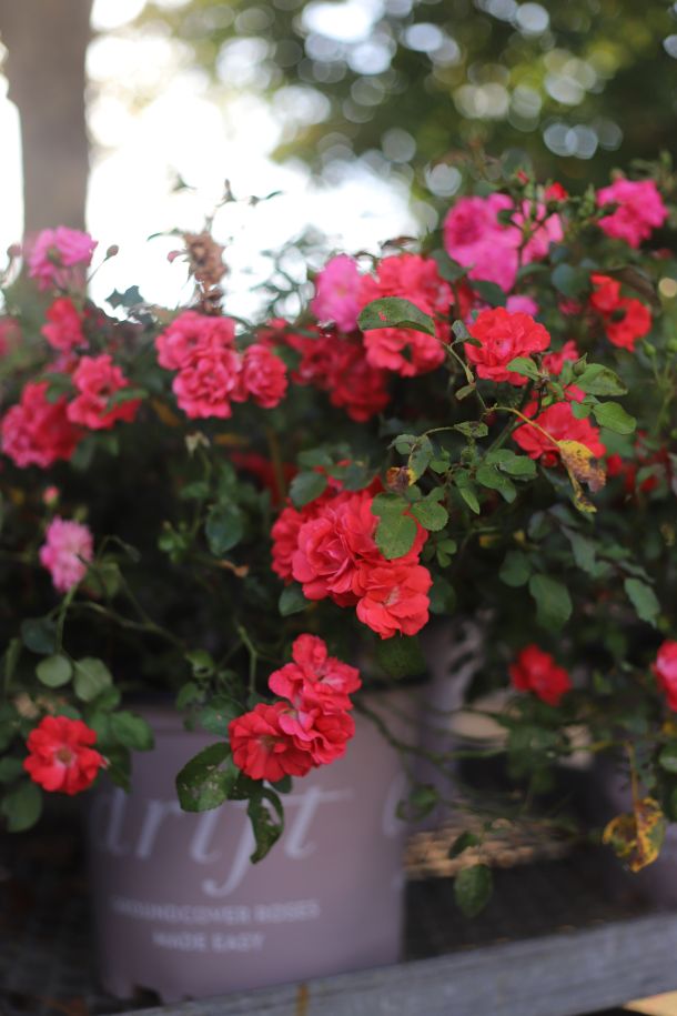 ukrasno cvijece pelargonije zeravak muškatla i điran