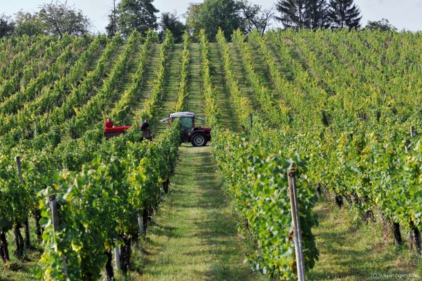 brodski-stupnik-vingrad