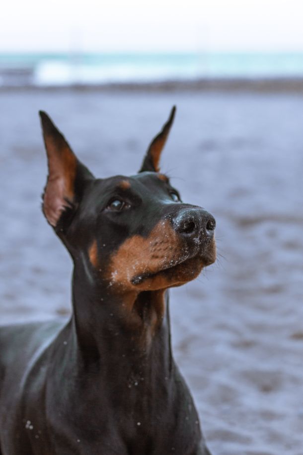 doberman na plaza za pse
