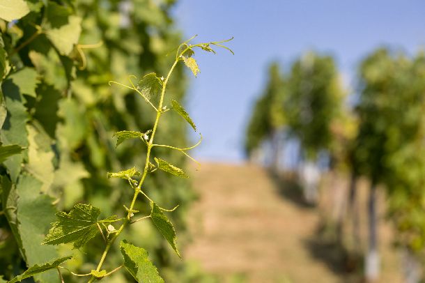 ides-pijes-slavonija-09