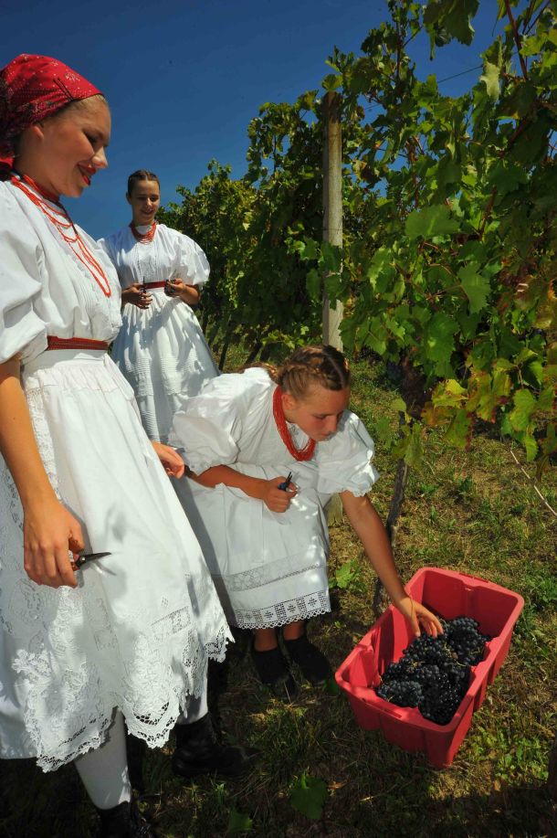 svi-u-vinograd-berba-1