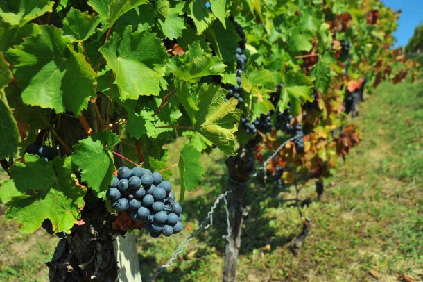 svi-u-vinograd-berba-3