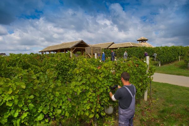 svi-u-vinograd-berba-4