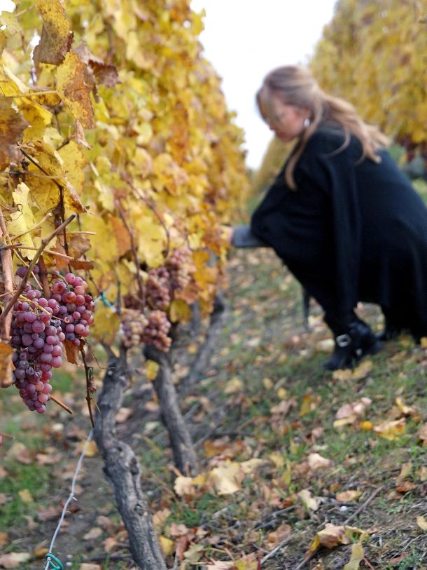 06-vinograd