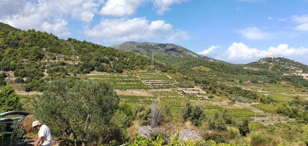 vina-peljsac-janjina-3