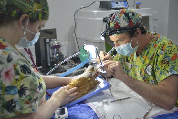 doktori-za-egzoticne-ljubimce-3