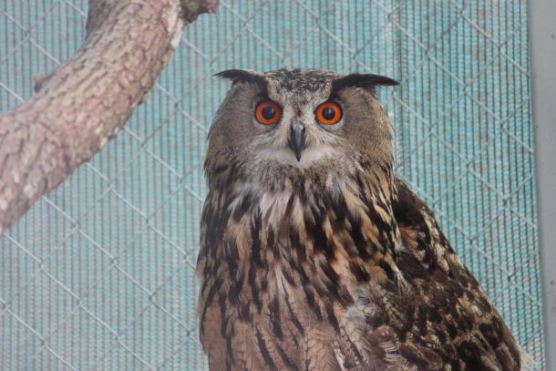 dravska-prica-usara