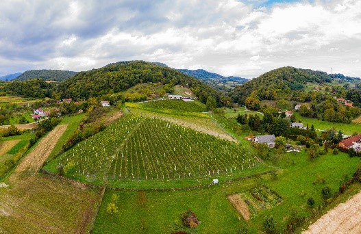 VINOGRAD grasevina kopjar