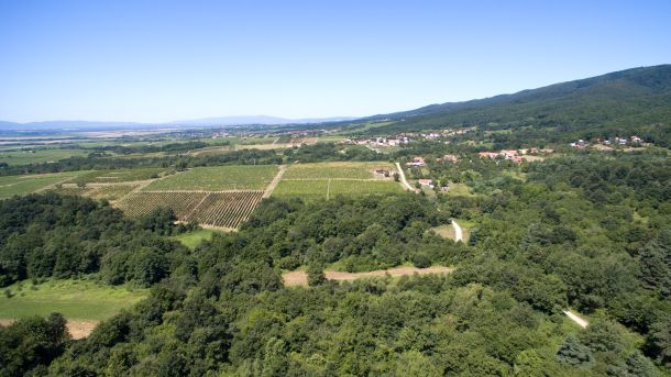 Vinarija Krauthaker vinograd kutjevo