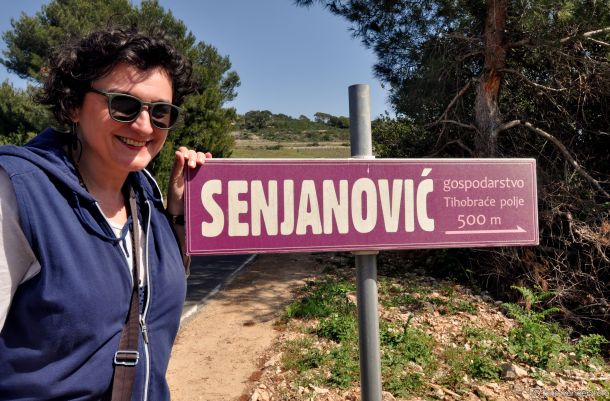 vinograd senjanovic vinarija