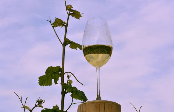 Grasevina a Cappella