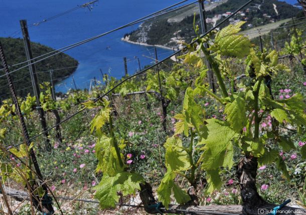 Komarna vinogorje plavac mali