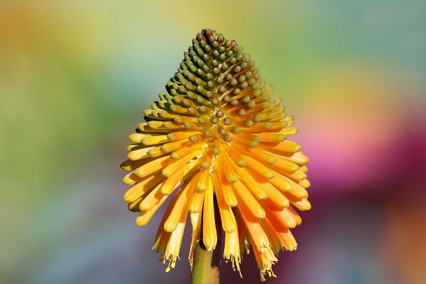 Tritoma Kniphofia uvaria