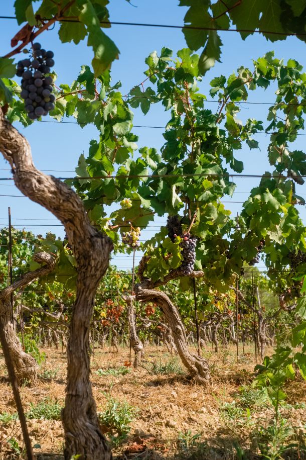 vinarija-senjanovic-1