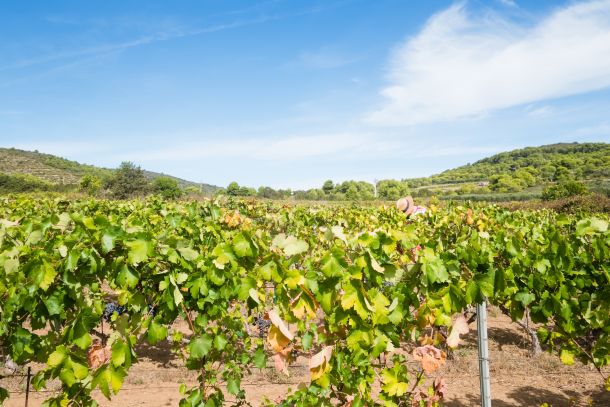 vinarija-senjanovic-2