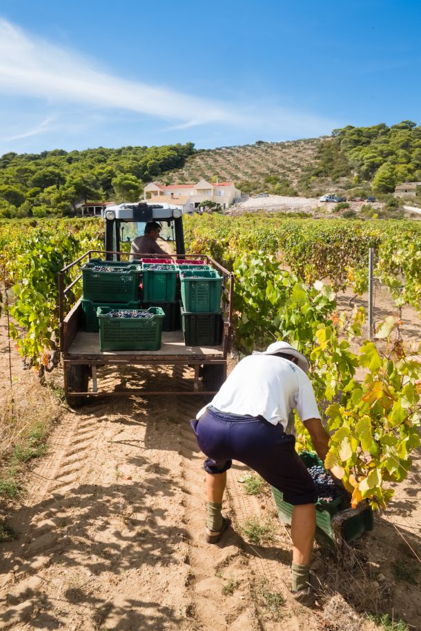 vinarija-senjanovic-3