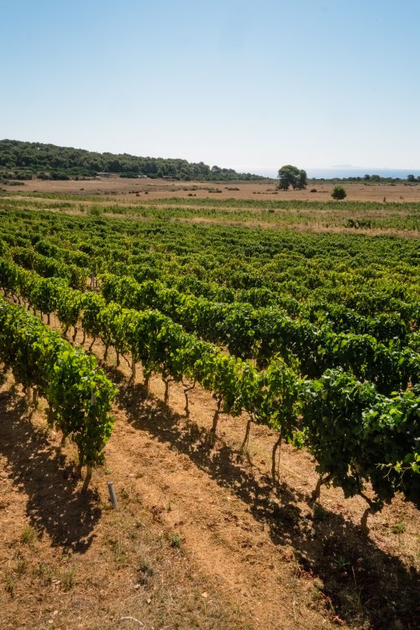 vinarija-senjanovic-4