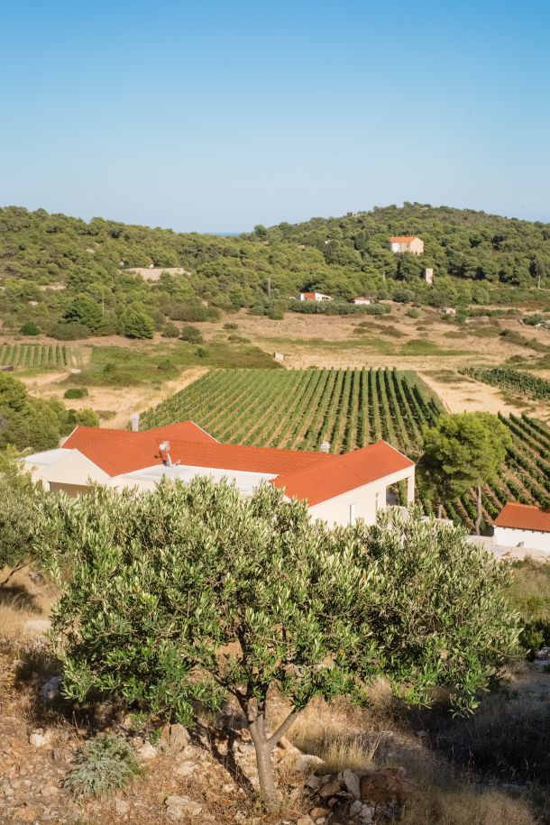 vinarija-senjanovic-5