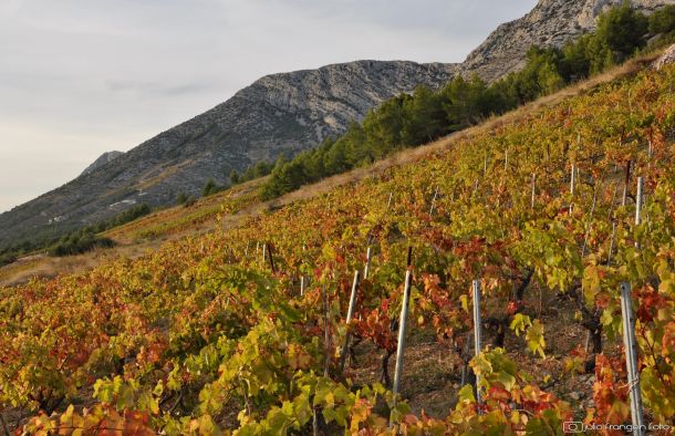 ivan-dolac-plavac-mali-2