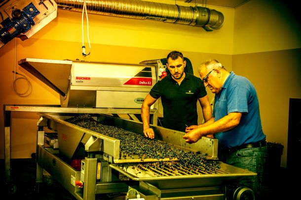 vinograd-volarevic-nagrada-3