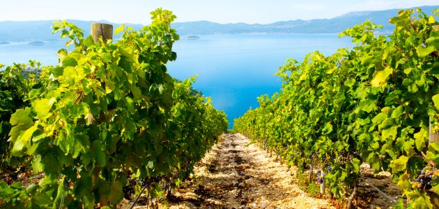 vinograd-volarevic-nagrada