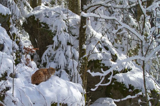 centar-velike-zvijeri-2