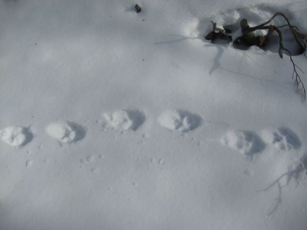 centar-velike-zvijeri-4