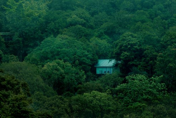 wayanad-wild-rainforest