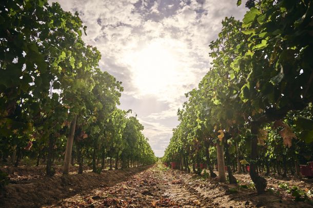 vinistra-prowine-2