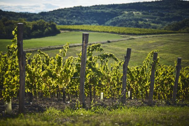 vinistra-prowine-3
