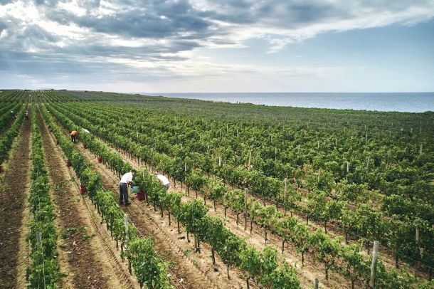 vinistra-prowine-4