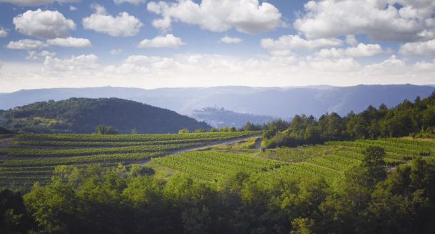 vinistra-prowine-5