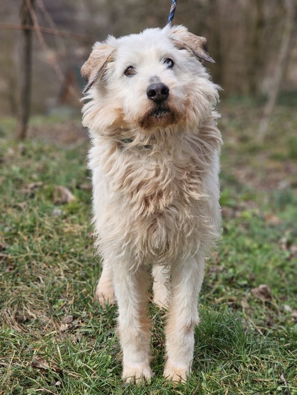 AMIGO udruga za pse apica spas