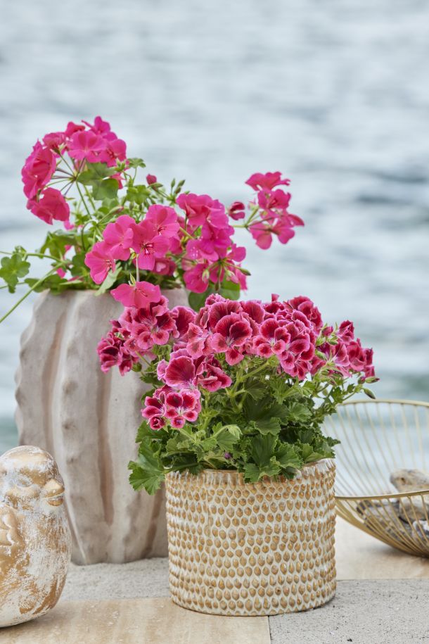 pelargonija-savjeti-8