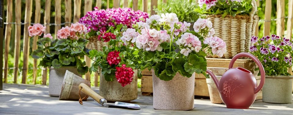 pelargonija-savjeti-s