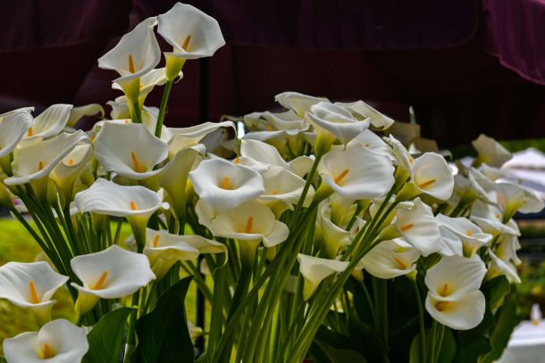 57-floraart-3
