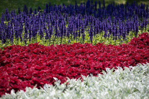 57-floraart-4