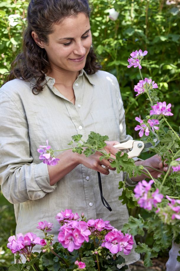 zastita-pelargonija-3
