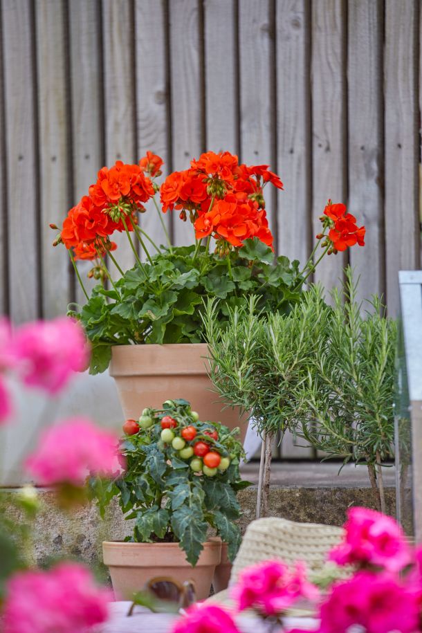 zastita-pelargonija-4