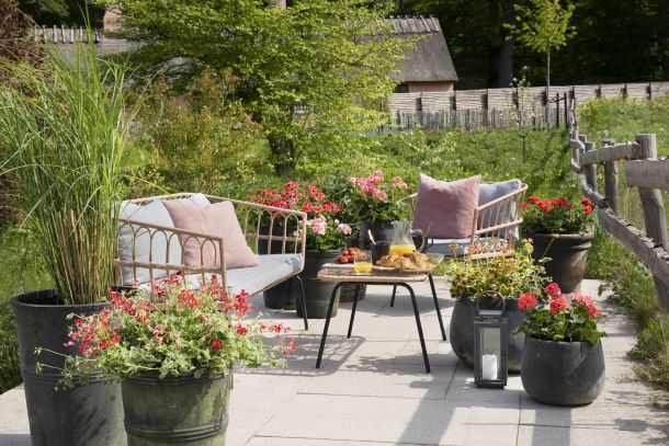 zastita-pelargonija-5