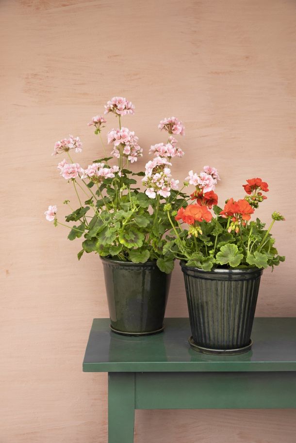 zastita-pelargonija-6